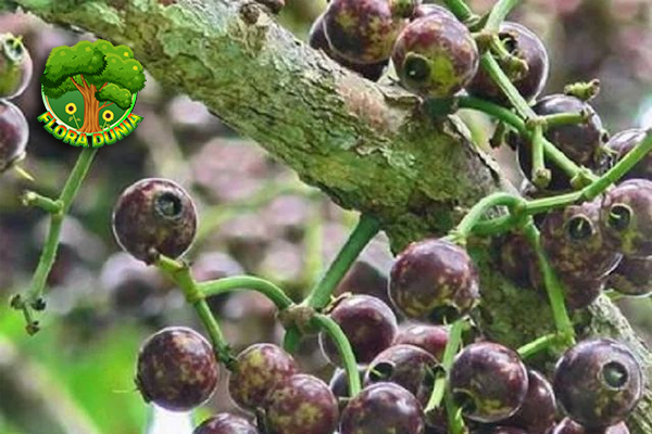 Kitembilla vs Buah Lokal 6 Perbedaan unik Mengejutkan! 9 Kitembilla vs Buah Lokal 6 Perbedaan unik Mengejutkan!