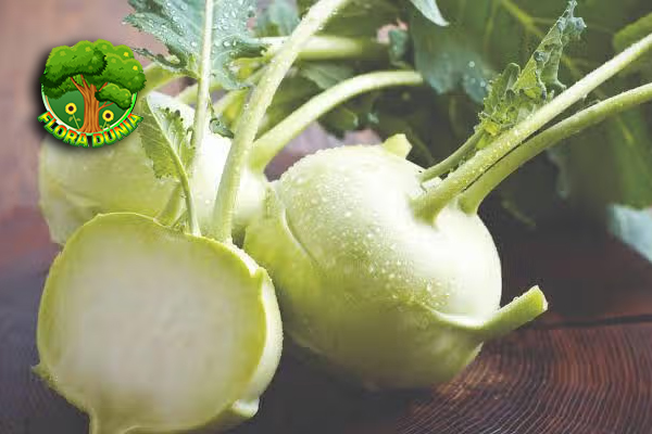 Kohlrabi Sayur yang Jarang Dikenal Tapi 5 Bergizi