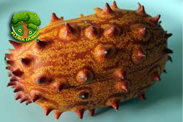 Melon Kiwano Buah Eksotis dengan 3 Keunggulan Menarik