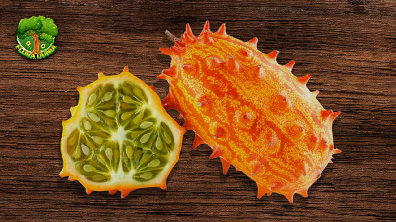 Melon Kiwano Buah Eksotis dengan 3 Keunggulan Menarik