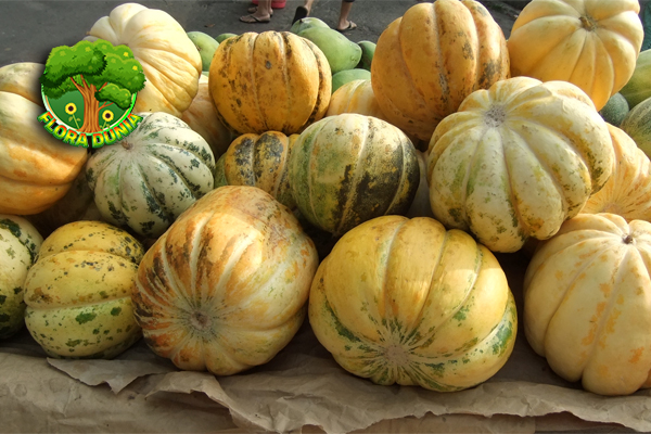 7 Manfaat Buah Blewah yang Bikin Segar dan Sehat