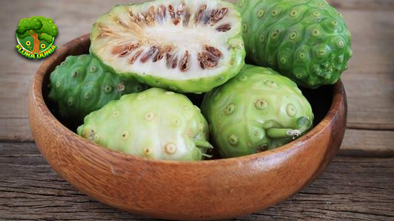 Noni Superfood 3 yang Kaya Nutrisi dan Penuh Khasiat