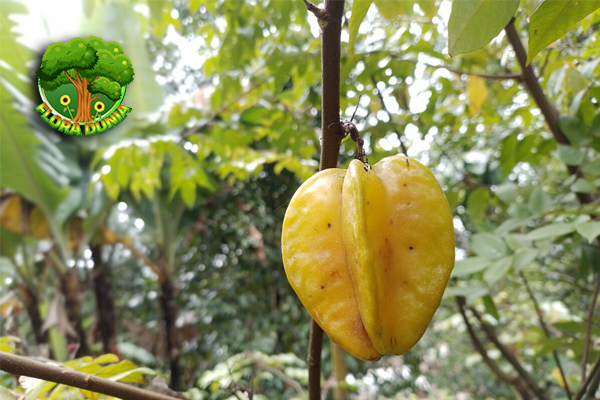 Belimbing Si Buah 5 Tropis Penuh Nutrisi