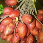 Kitembilla Si 2 Buah Mini dalam Segudang Keunikan