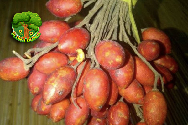 Kitembilla Si 2 Buah Mini dalam Segudang Keunikan 5 Kitembilla Si 2 Buah Mini dalam Segudang Keunikan