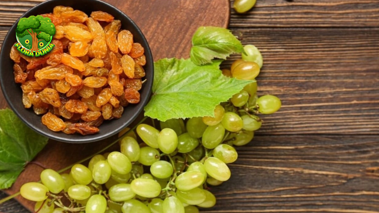 Rahasia 15 Manis Kismis yang Menggoda Lidah