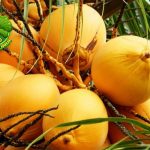 7 Manfaat Memikat Kelapa Gading Gak Banyak Orang Tahu