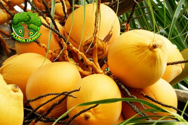 7 Manfaat Memikat Kelapa Gading Gak Banyak Orang Tahu