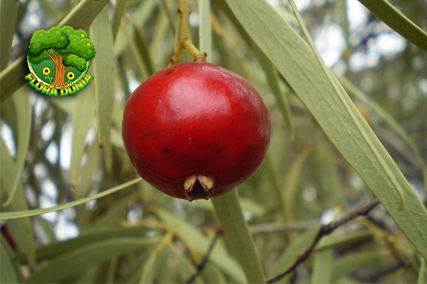 Buah Quandong Paduan 2 Rasa dan Khasiat Unik Alami 3 Buah Quandong Paduan 2 Rasa dan Khasiat Unik Alami