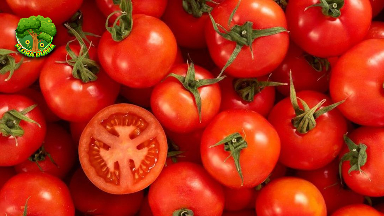 Keajaiban Tomat Lezat dan 5 Menyehatkan