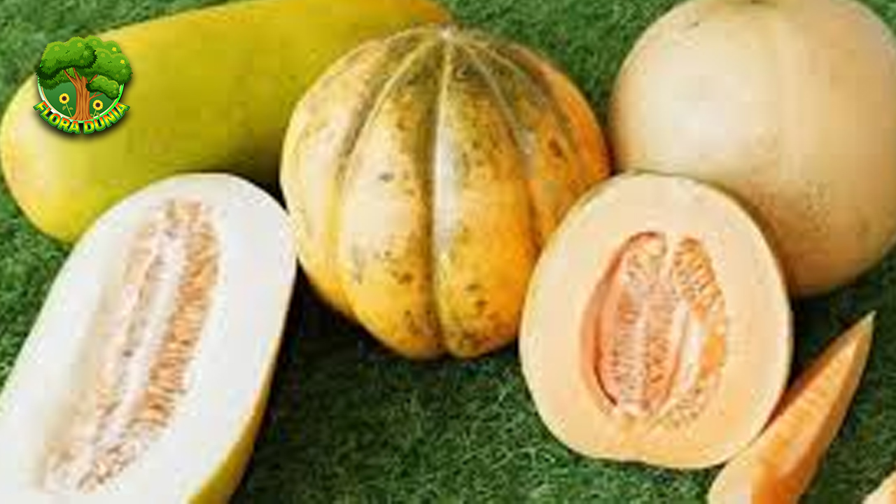 Blewah Segar Buah Musiman indah Primadona 2x Bulan 4 Blewah Segar Buah Musiman indah Primadona 2x Bulan