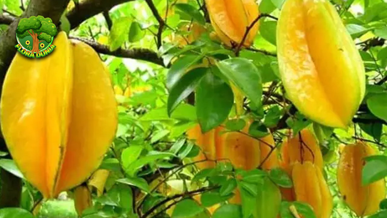 Belimbing Si Buah 5 Tropis Penuh Nutrisi 4 Belimbing Si Buah 5 Tropis Penuh Nutrisi