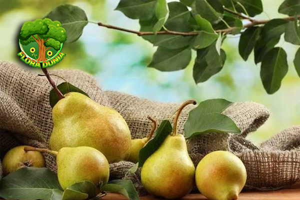 Pir Buah Lezat dengan 5 Cita Rasa Unik 5 Pir Buah Lezat dengan 5 Cita Rasa Unik