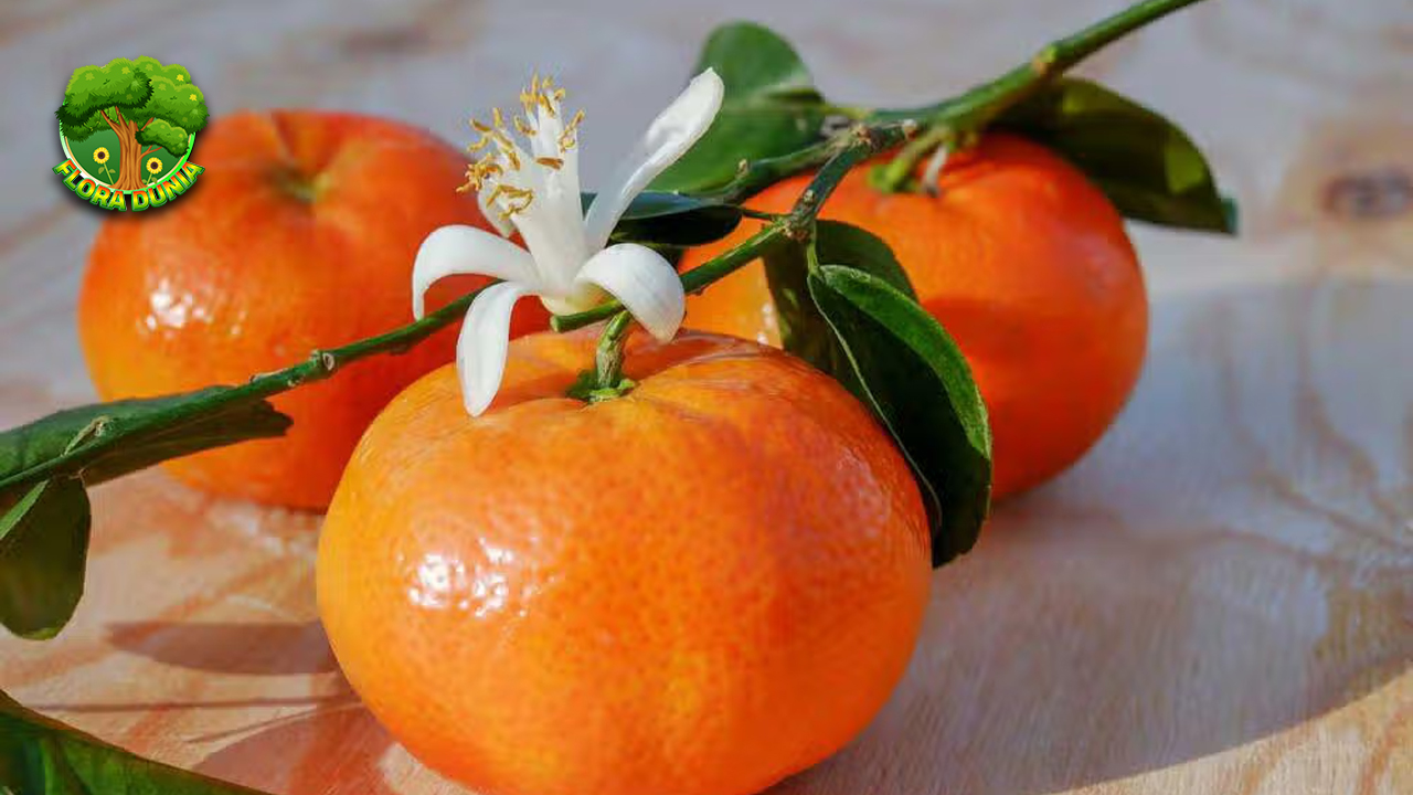 Jeruk Mandarin Si Kecil Penuh Vitamin c2 dan Rasa 4 Jeruk Mandarin Si Kecil Penuh Vitamin c2 dan Rasa