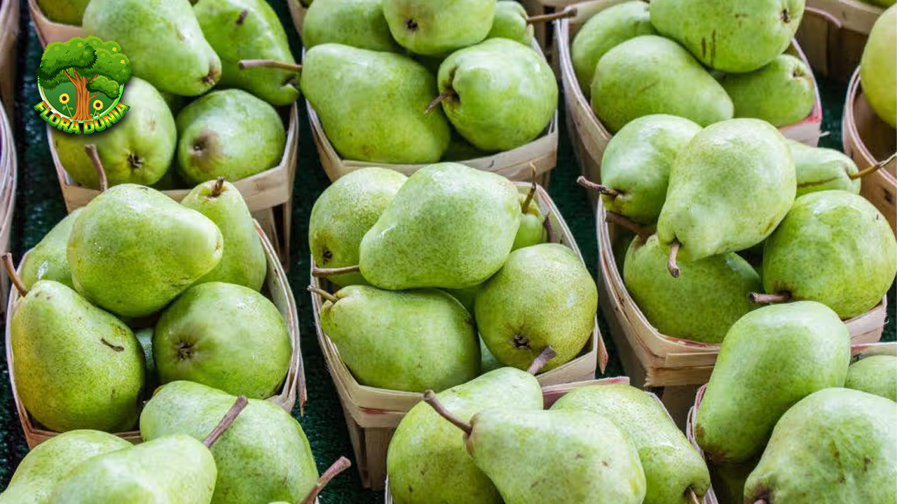 Pir Buah Lezat dengan 5 Cita Rasa Unik