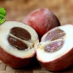 Buah Bisbul 5 Cerita Seru di Balik Rasanya Mengagumkan