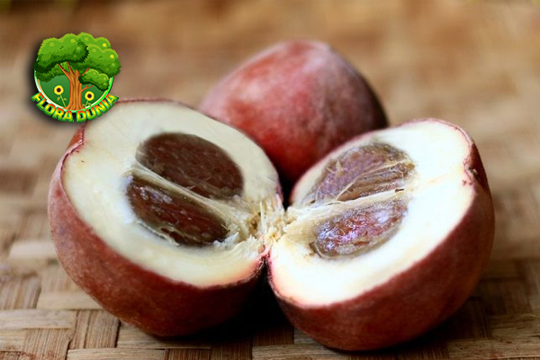 Buah Bisbul 5 Cerita Seru di Balik Rasanya Mengagumkan 5 Buah Bisbul 5 Cerita Seru di Balik Rasanya Mengagumkan