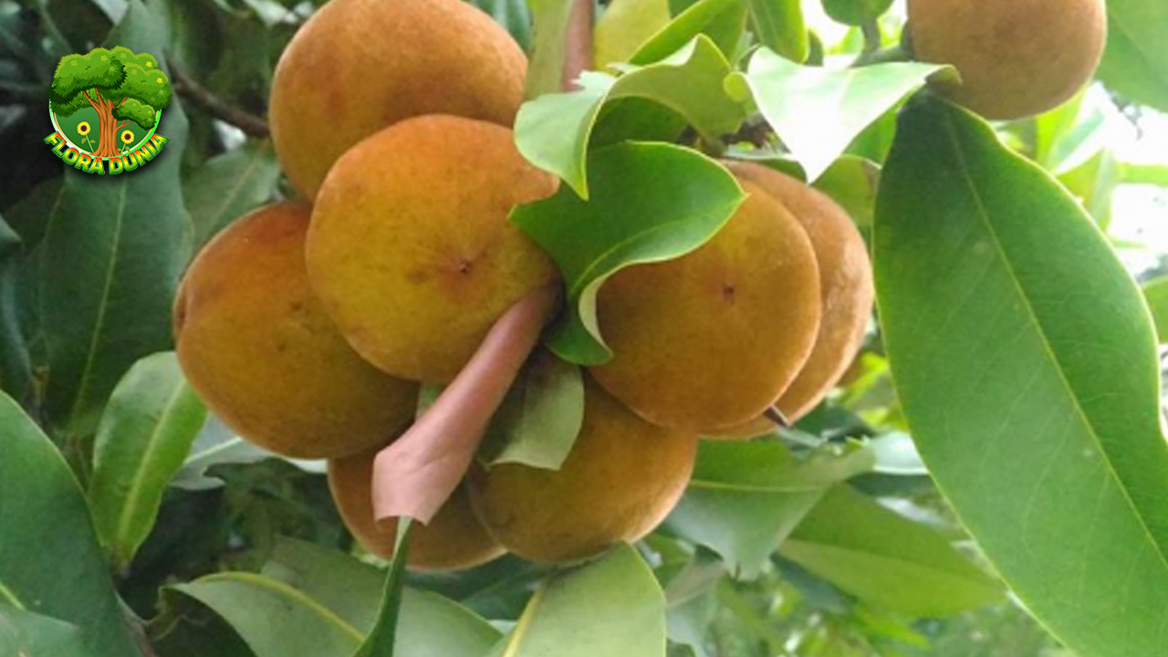 Buah Bisbul 5 Cerita Seru di Balik Rasanya Mengagumkan 4 Buah Bisbul 5 Cerita Seru di Balik Rasanya Mengagumkan