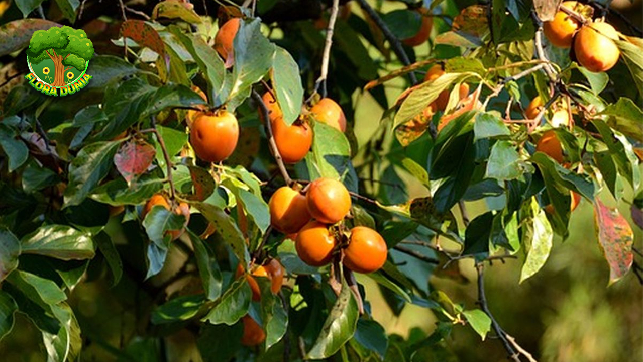 Kesemek 6 Kejutan dari Buah Berbedak yang Bikin Penasaran