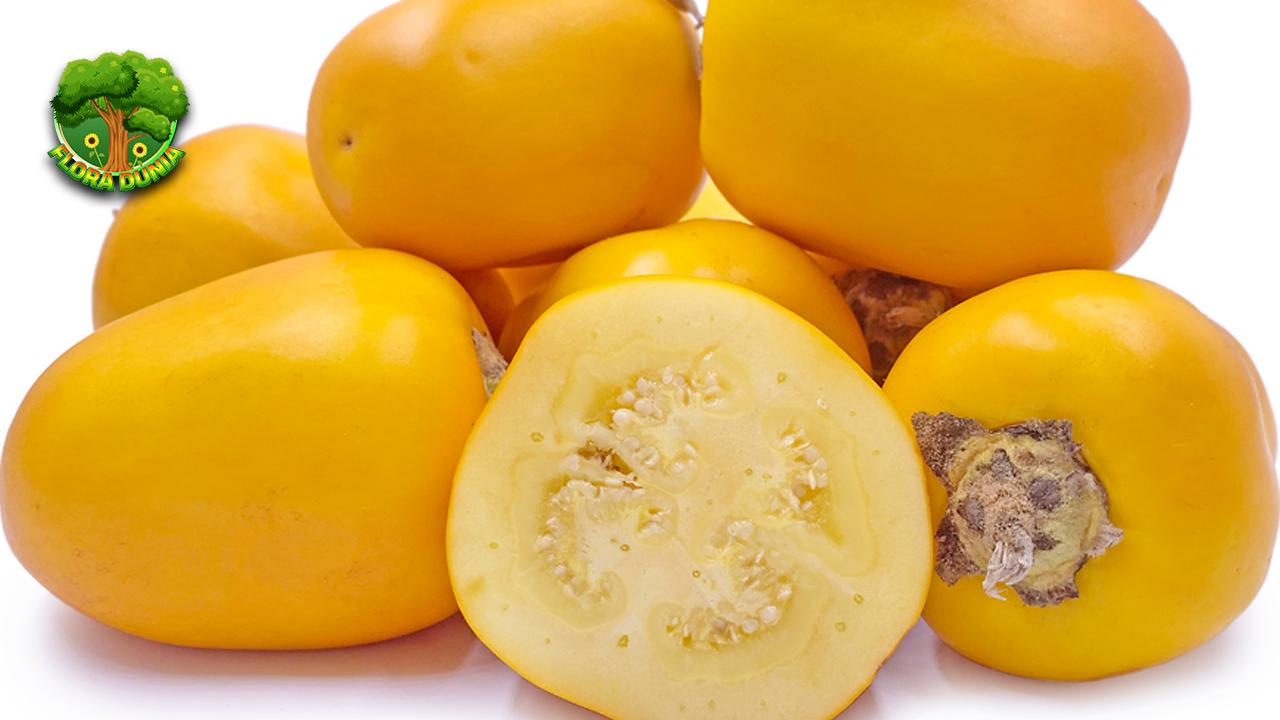 Buah Cocona dan 4 Keunikan Super Bikin Penasaranv