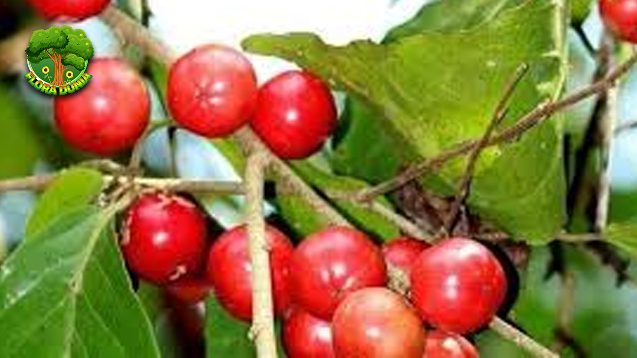 Buah Lobi Lobi dan 4 Momen Unik yang Sulit Dilupakan