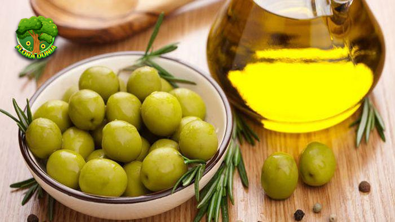 Zaitun Rahasia 6 Alam untuk Tubuh Lebih Sehat 4 Zaitun Rahasia 6 Alam untuk Tubuh Lebih Sehat