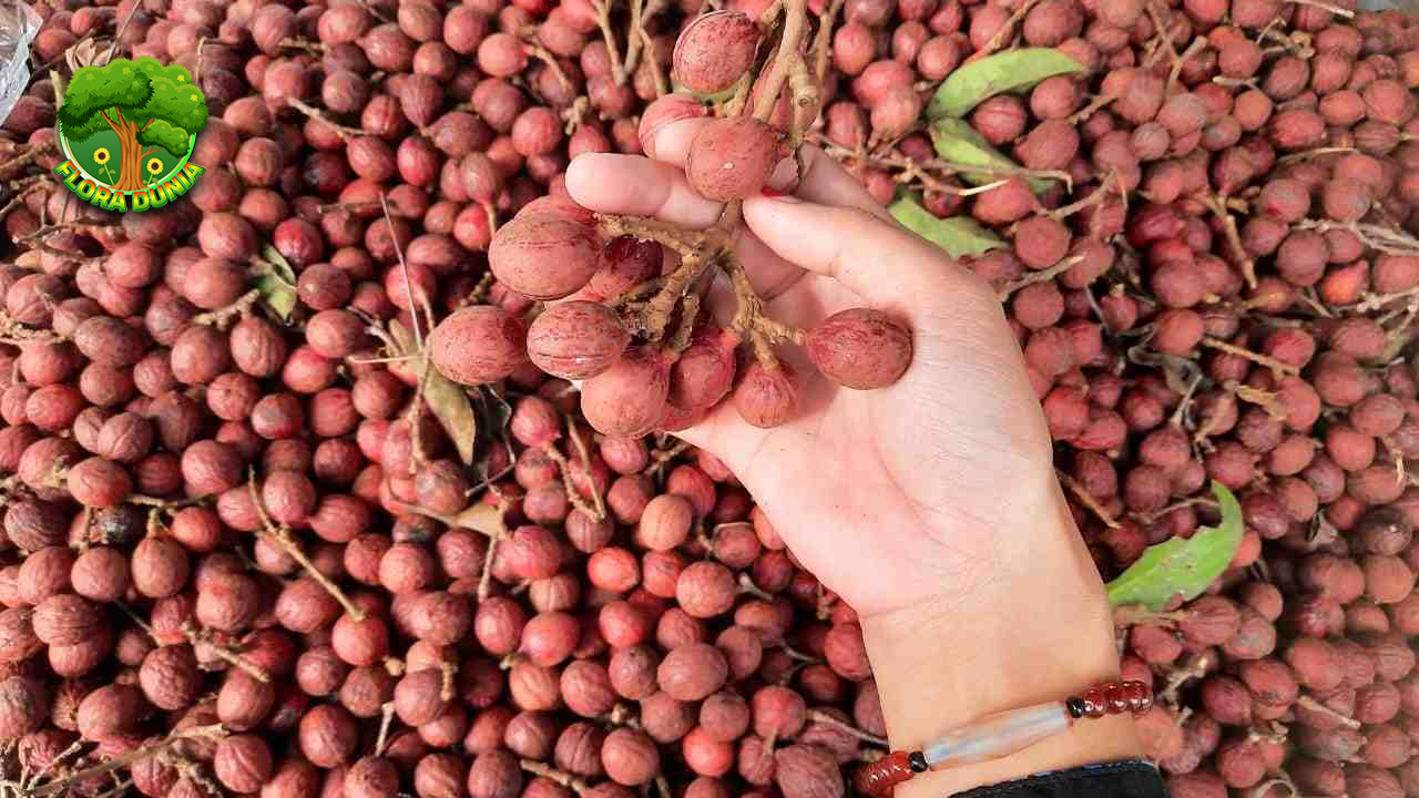 Kitembilla Si 2 Buah Mini dalam Segudang Keunikan 4 Kitembilla Si 2 Buah Mini dalam Segudang Keunikan