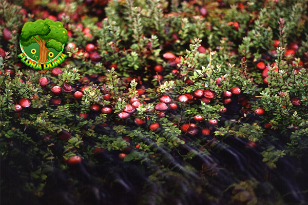Cranberry Buah Lezat yang Menyehatkan 5 Tubuh