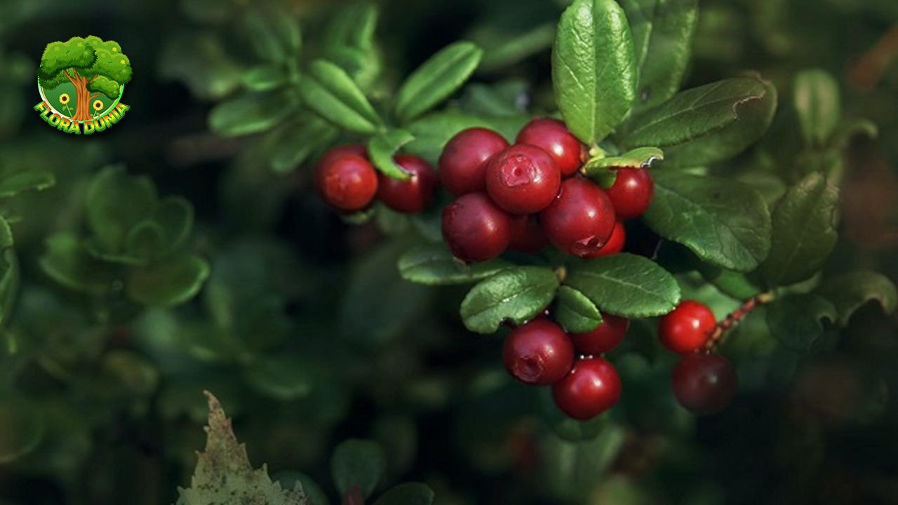 Cranberry Buah Lezat yang Menyehatkan 5 Tubuh 4 Cranberry Buah Lezat yang Menyehatkan 5 Tubuh