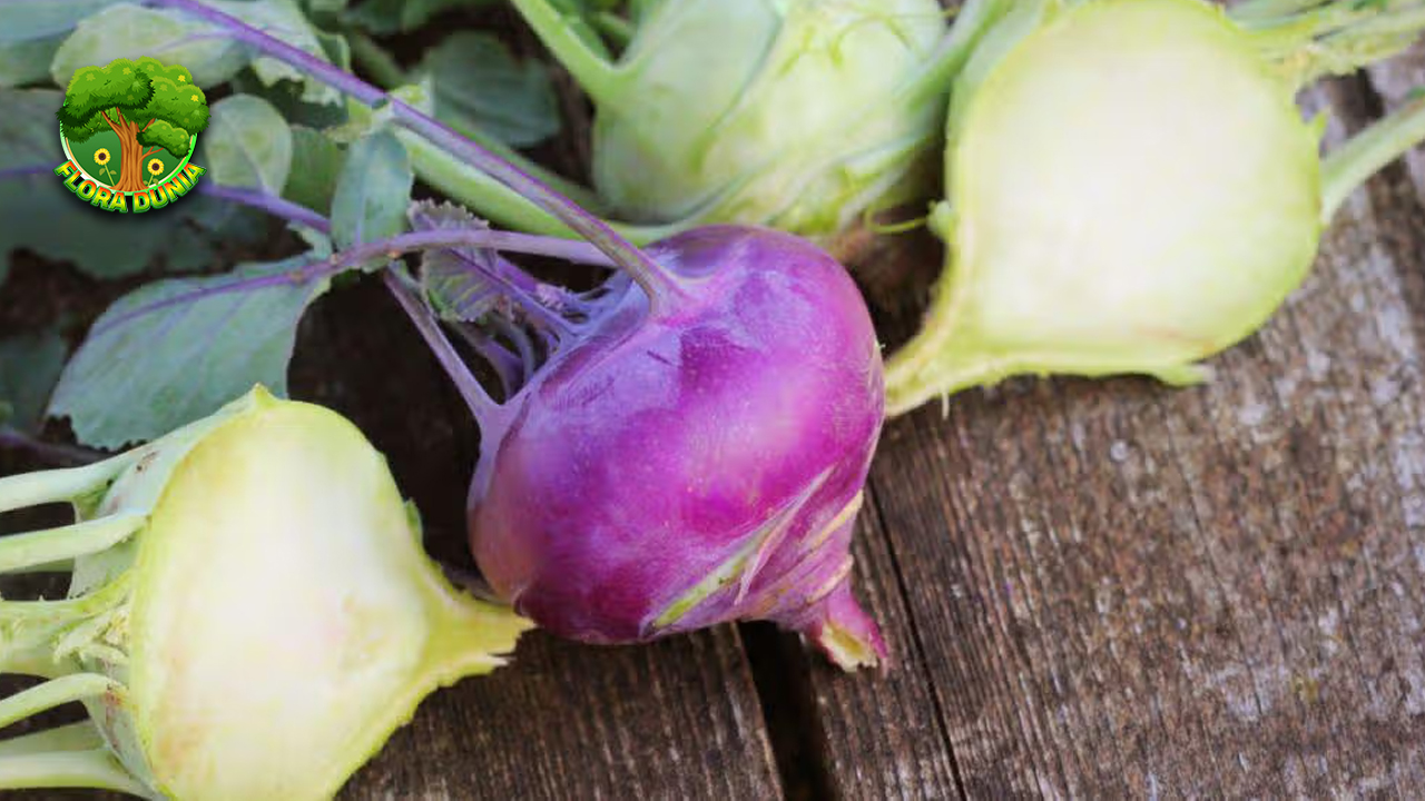 Kohlrabi Sayur yang Jarang Dikenal Tapi 5 Bergizi 4 Kohlrabi Sayur yang Jarang Dikenal Tapi 5 Bergizi