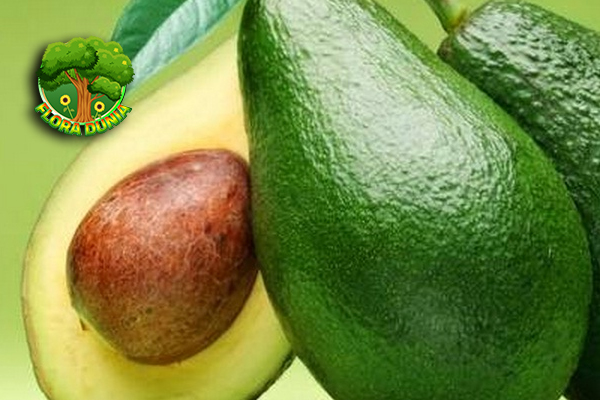 Alpukat Mentega 2 Buah Indah Tekstur Lembut 7 Alpukat Mentega 2 Buah Indah Tekstur Lembut