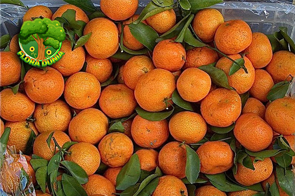 Jeruk Mandarin Si Kecil Penuh Vitamin c2 dan Rasa 9 Jeruk Mandarin Si Kecil Penuh Vitamin c2 dan Rasa