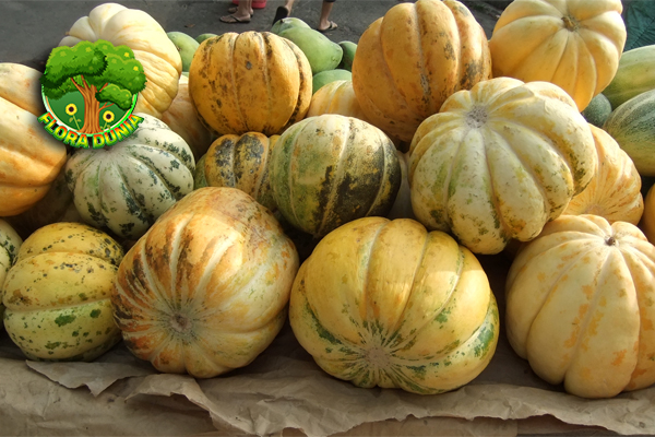 Blewah Segar Buah Musiman indah Primadona 2x Bulan