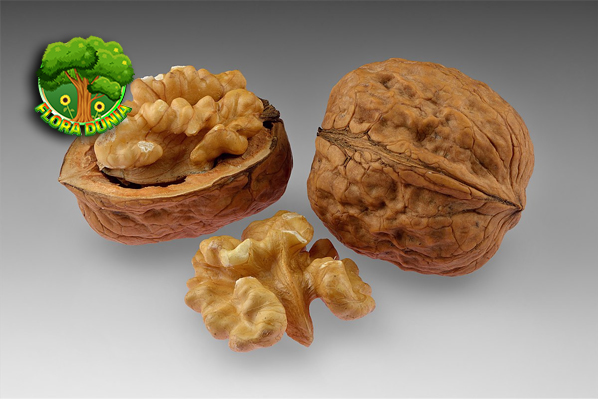 Kacang Walnut 1 Camilan Sehat dengan Nutrisi Tinggi 7 Kacang Walnut 1 Camilan Sehat dengan Nutrisi Tinggi