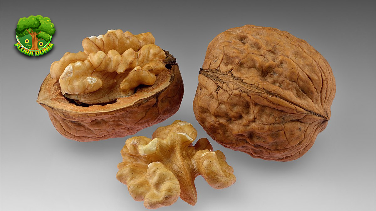 Kacang Walnut 1 Camilan Sehat dengan Nutrisi Tinggi 4 Kacang Walnut 1 Camilan Sehat dengan Nutrisi Tinggi