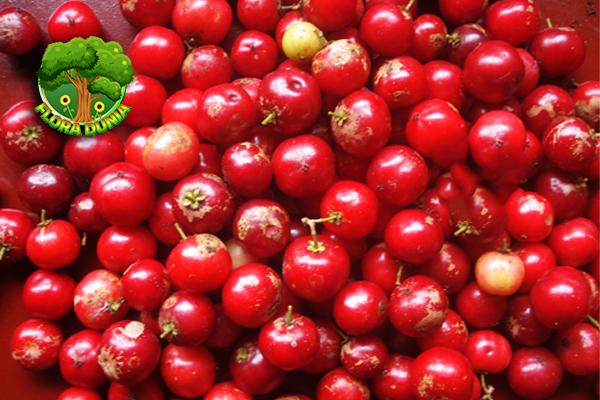 Buah Lobi Lobi dan 4 Momen Unik yang Sulit DilupakanBuah Lobi Lobi dan 4 Momen Unik yang Sulit Dilupakan