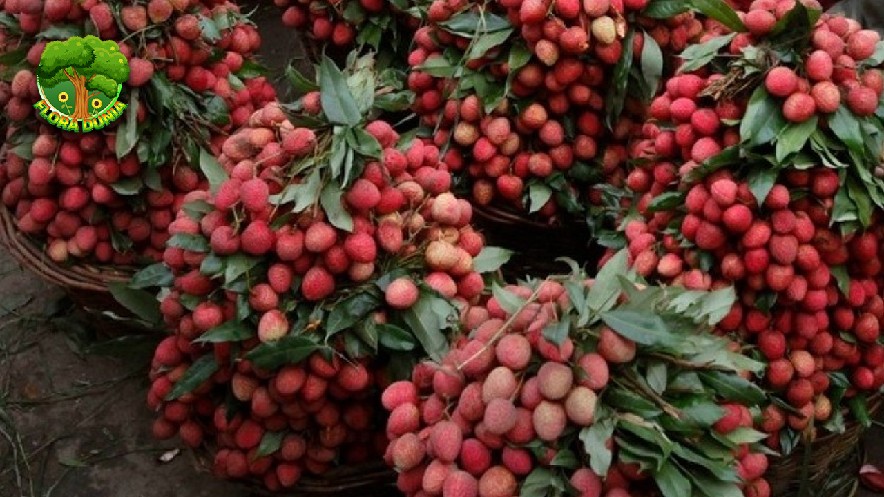 Buah Leci 4 Simbol Manisnya Unik Musim Panas Tropis