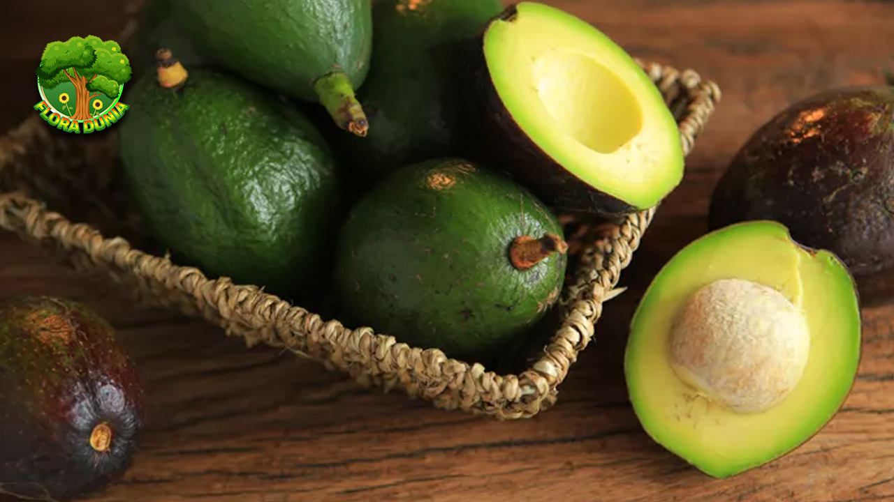 Alpukat Mentega 2 Buah Indah Tekstur Lembut