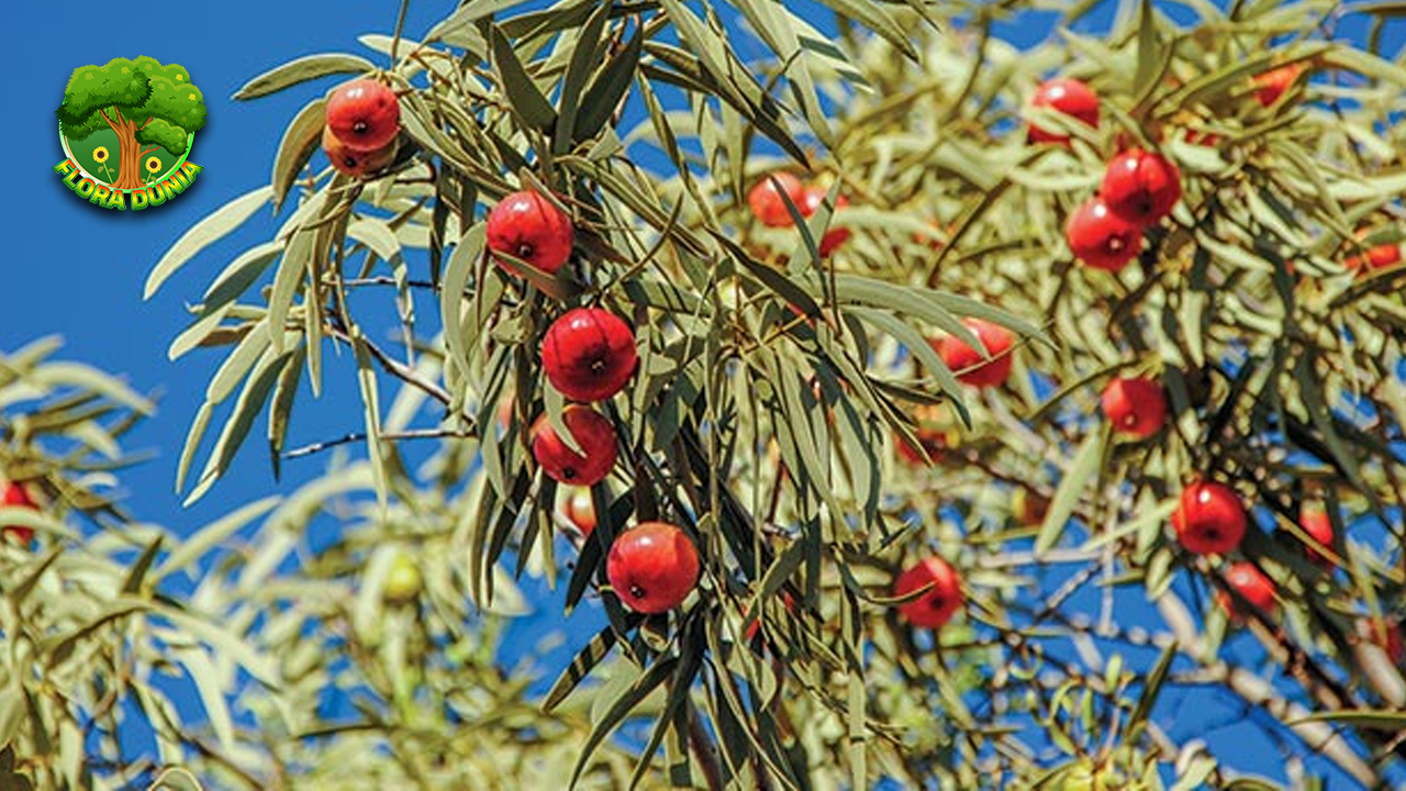 Buah Quandong Paduan 2 Rasa dan Khasiat Unik Alami