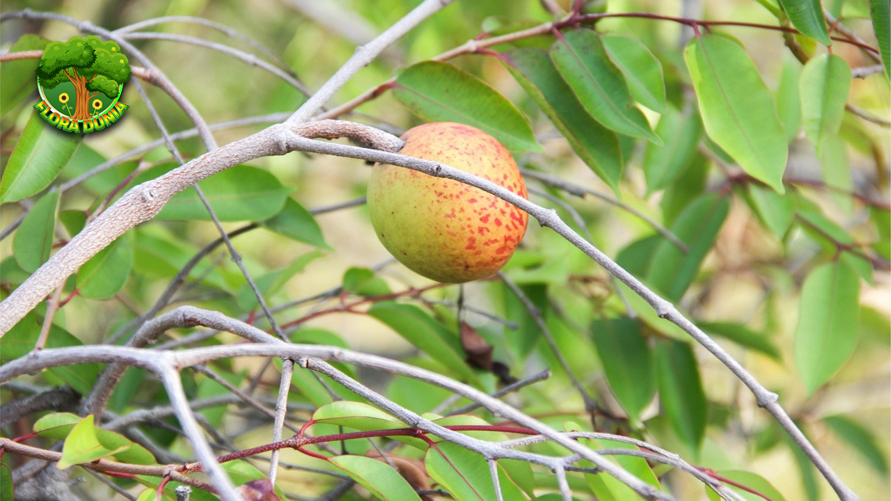 Buah Mangaba 10 Keistimewaan Unik Bikin Penasaran