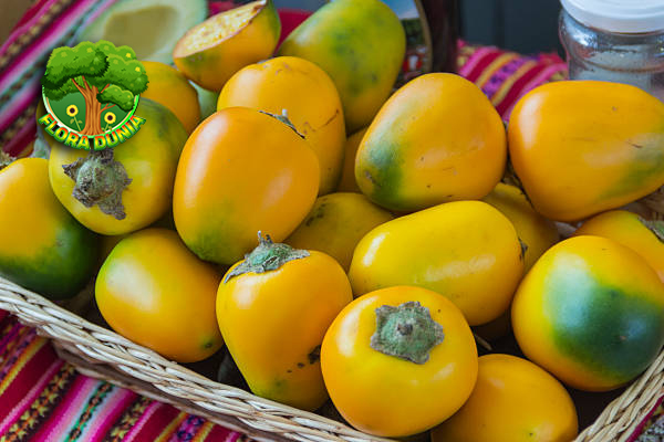 Buah Cocona dan 4 Keunikan Super Bikin Penasaranv