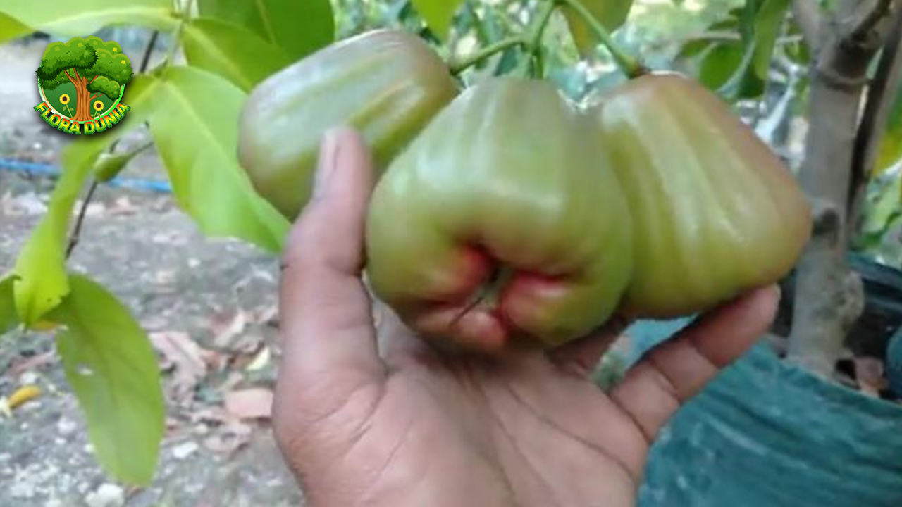 Jambu Air Putih 8 Rahasia Rasa yang Jarang DiketahuiJambu Air Putih 8 Rahasia Rasa yang Jarang Diketahui