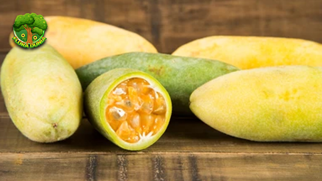 Buah Curuba Eksotisme 10 Rasa yang Jarang Ditemukan 4 Buah Curuba Eksotisme 10 Rasa yang Jarang Ditemukanv