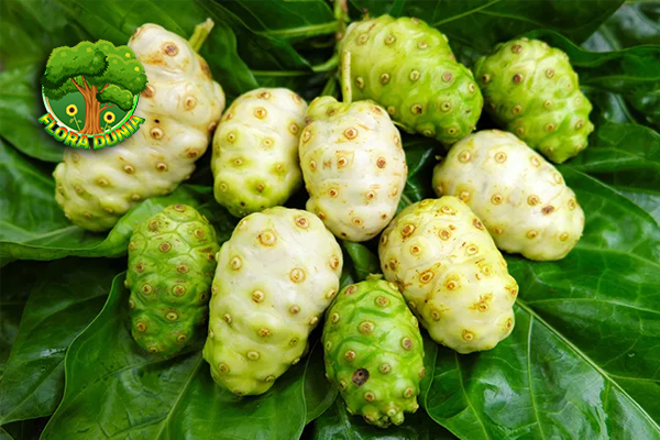 Noni Superfood 3 yang Kaya Nutrisi dan Penuh Khasiat