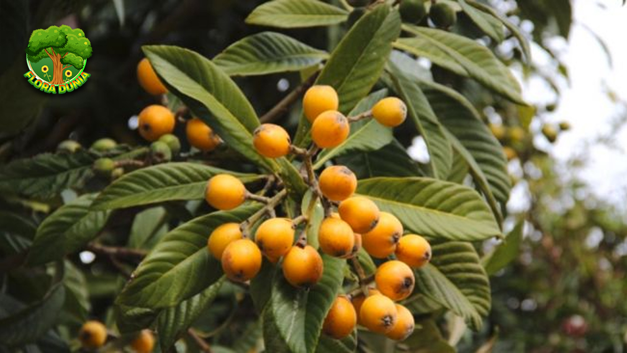 Nispero Buah Lezat yang Bikin Ketagihan dan Sehat2!