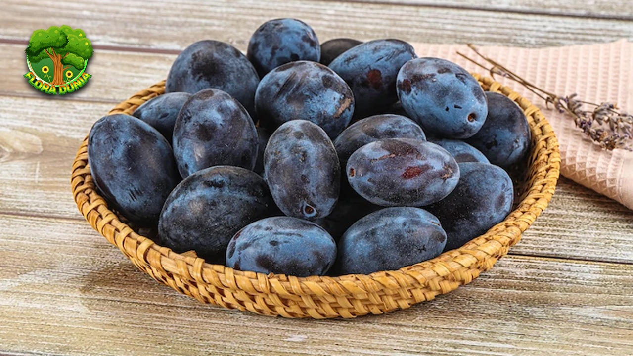 Buah Jambul 13 Fakta Menarik yang Bikin Penasaran