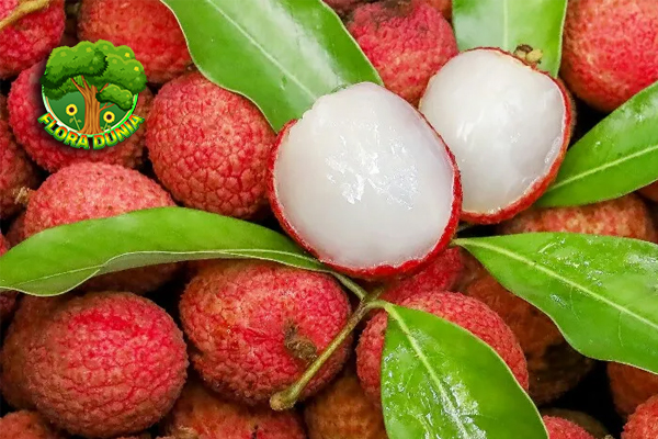 Buah Leci 4 Simbol Manisnya Unik Musim Panas Tropis