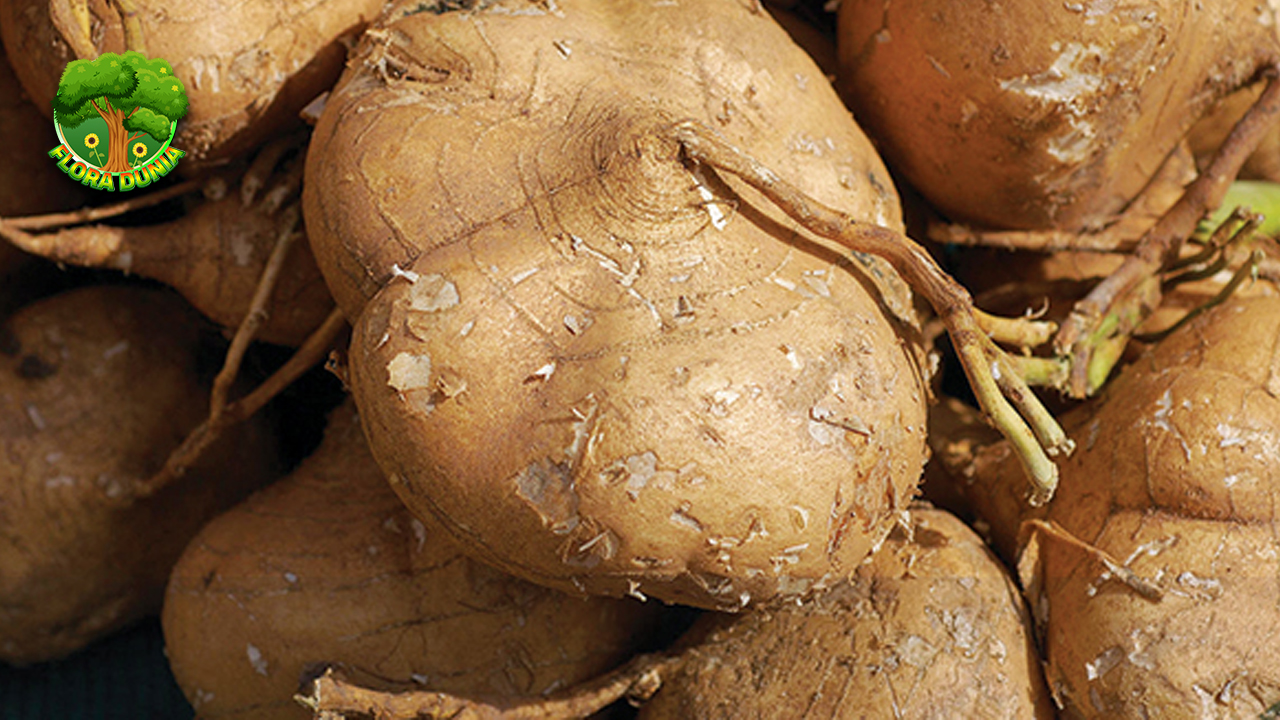 Bengkuang Buah Tropis yang Kaya 8 Nutrisi!