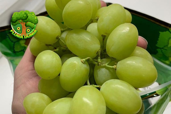 Anggur Hijau 3 Buah Kecil dengan Nutrisi Besar