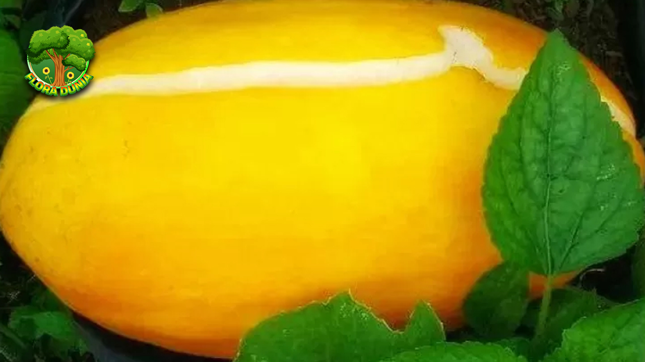 Timun Suri Buah 4 Sehat Menyegarkan Tubuh